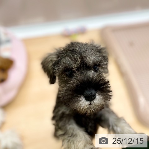 京都府のミニチュアシュナウザー (ペットプラス 醍醐店/2025年10月10日生まれ/男の子/ソルトペッパー)の子犬の4枚目の画像