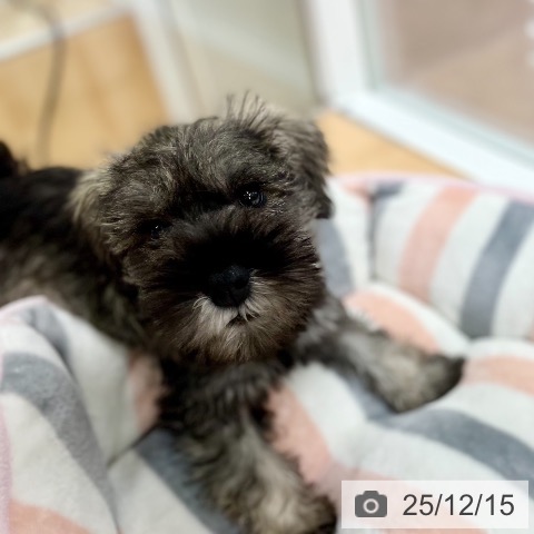 京都府のミニチュアシュナウザー (ペットプラス 醍醐店/2025年10月10日生まれ/男の子/ソルトペッパー)の子犬の3枚目の画像