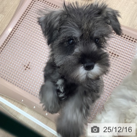 大阪府のミニチュアシュナウザー (ペットプラス 鶴見店/2025年10月10日生まれ/男の子/ソルトペッパー)の子犬の4枚目の画像