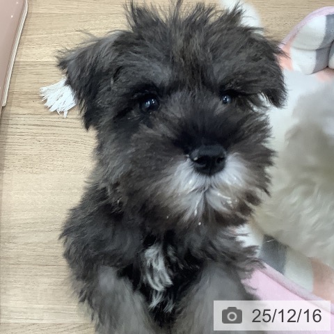 大阪府のミニチュアシュナウザー (ペットプラス 鶴見店/2025年10月10日生まれ/男の子/ソルトペッパー)の子犬の3枚目の画像