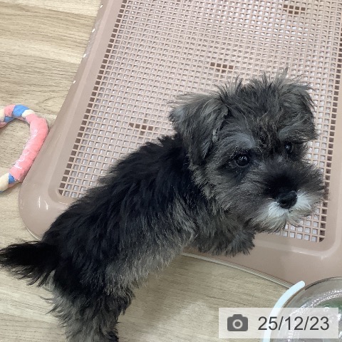 大阪府のミニチュアシュナウザー (ペットプラス 鶴見店/2025年10月10日生まれ/男の子/ソルトペッパー)の子犬の3枚目の画像