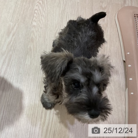 大阪府のミニチュアシュナウザー (ペットプラス 堺鉄砲町店/2025年10月10日生まれ/女の子/ソルトペッパー)の子犬の4枚目の画像