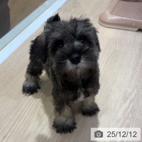 大阪府のミニチュアシュナウザー (ペットプラス 堺鉄砲町店/2025年10月10日生まれ/女の子/ソルトペッパー)の子犬の3枚目の画像