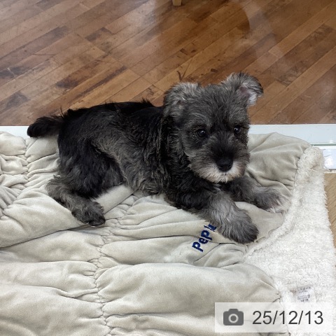 ミニチュア・シュナウザーの写真