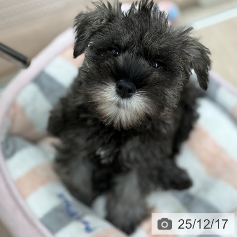 京都府のミニチュアシュナウザー (ペットプラス 京都桂川店/2025年10月10日生まれ/女の子/ソルトペッパー)の子犬の4枚目の画像