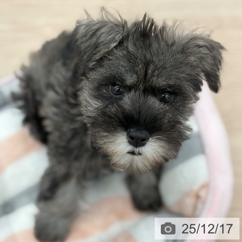 京都府のミニチュアシュナウザー (ペットプラス 京都桂川店/2025年10月10日生まれ/女の子/ソルトペッパー)の子犬の3枚目の画像