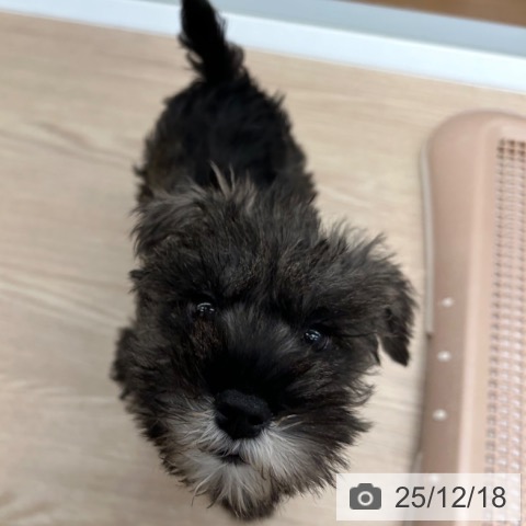 京都府のミニチュアシュナウザー (ペットプラス 京都桂川店/2025年10月10日生まれ/女の子/ソルトペッパー)の子犬の3枚目の画像