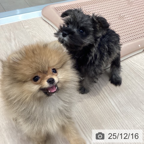 大阪府のミニチュアシュナウザー (ペットプラス ららぽーと和泉店/2025年10月10日生まれ/女の子/ソルトペッパー)の子犬の4枚目の画像