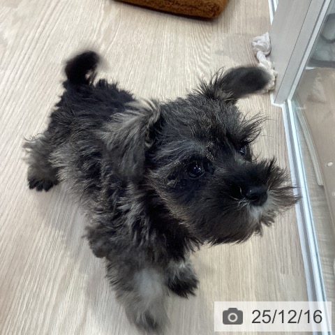 大阪府のミニチュアシュナウザー (ペットプラス ららぽーと和泉店/2025年10月10日生まれ/女の子/ソルトペッパー)の子犬の3枚目の画像