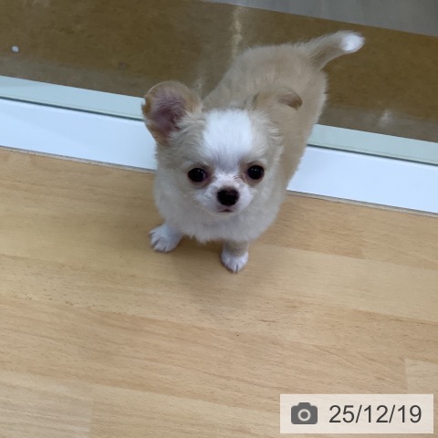 福岡県のチワワ(ロング) (ペットプラス 福岡店/2025年10月10日生まれ/男の子/クリームホワイト)の子犬の4枚目の画像