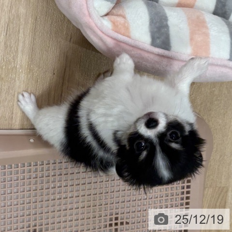 福岡県のチワワ(ロング) (ペットプラス ららぽーと福岡店/2025年10月10日生まれ/女の子/ブラックホワイトタン)の子犬の3枚目の画像