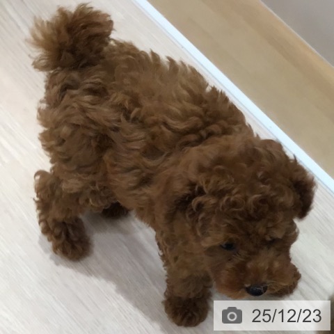 沖縄県のトイプードル(トイ) (ペットプラス 沖縄ライカム店/2025年10月8日生まれ/女の子/レッド)の子犬の4枚目の画像