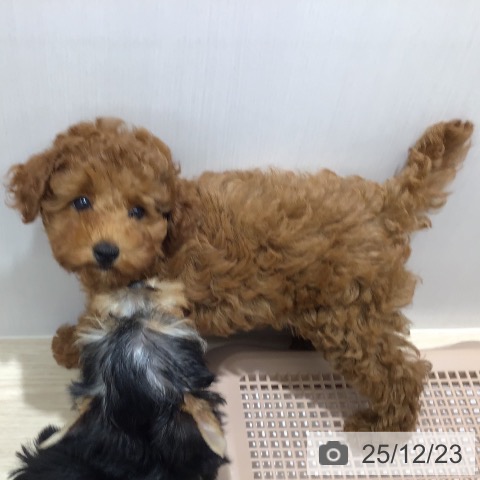 沖縄県のトイプードル(トイ) (ペットプラス 沖縄ライカム店/2025年10月8日生まれ/女の子/レッド)の子犬の3枚目の画像