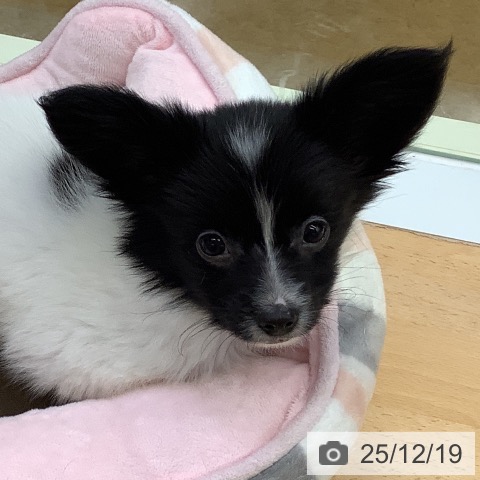 福岡県のパピヨン (ペットプラス 福岡店/2025年10月9日生まれ/男の子/ホワイトブラック)の子犬の4枚目の画像