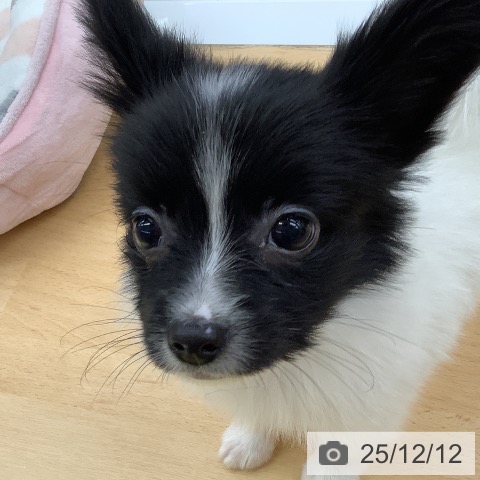 パピヨンの写真