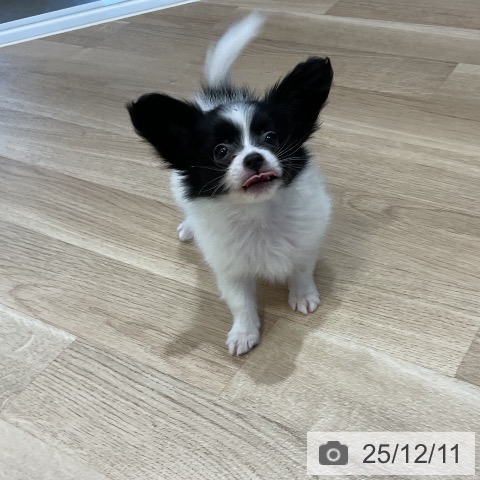 パピヨンの写真