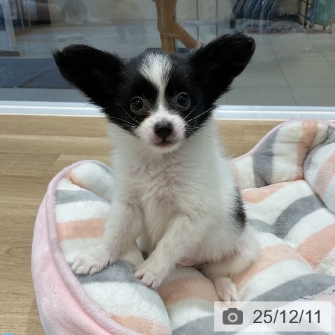 パピヨンの写真