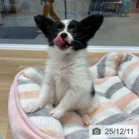 パピヨンの写真