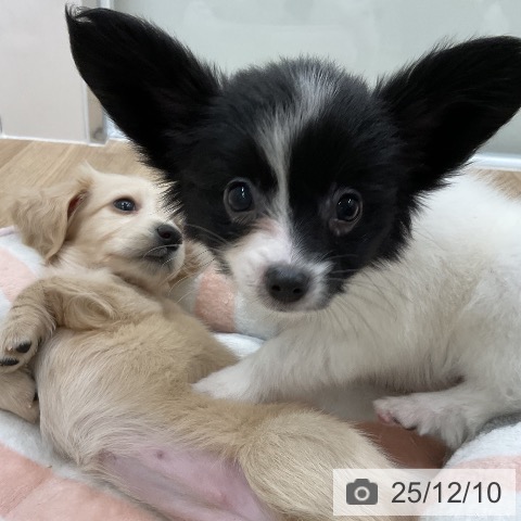 福岡県のパピヨン (ペットプラス 八幡東店/2025年10月9日生まれ/女の子/ホワイトブラック)の子犬の4枚目の画像