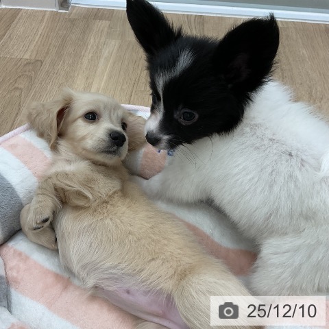 福岡県のパピヨン (ペットプラス 八幡東店/2025年10月9日生まれ/女の子/ホワイトブラック)の子犬の3枚目の画像