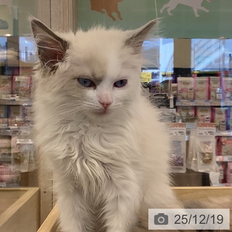 福岡県のラグドール (ペットプラス 福岡店/2025年10月9日生まれ/女の子/ブルーポイントバイカラー)の子猫の4枚目の画像