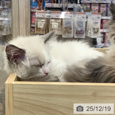 福岡県のラグドール (ペットプラス 福岡店/2025年10月9日生まれ/女の子/ブルーポイントバイカラー)の子猫の3枚目の画像