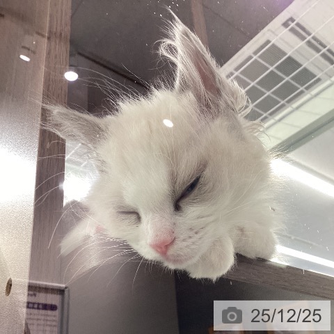 福岡県のラグドール (ペットプラス 春日店/2025年10月9日生まれ/女の子/ブルーポイントバイカラー)の子猫の4枚目の画像