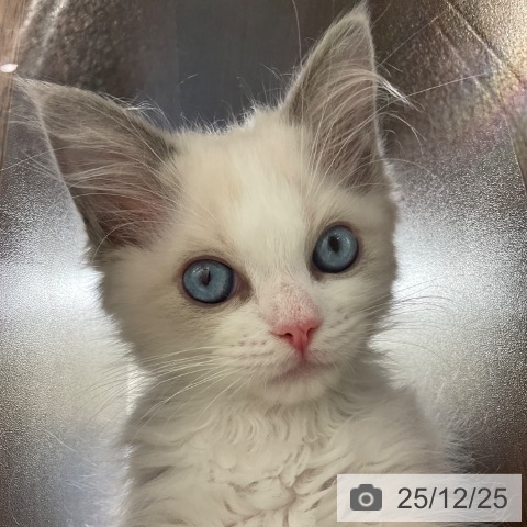 福岡県のラグドール (ペットプラス 春日店/2025年10月9日生まれ/女の子/ブルーポイントバイカラー)の子猫の3枚目の画像