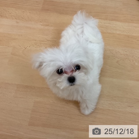 マルチーズの写真