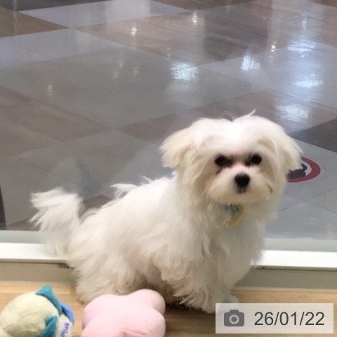 マルチーズの写真