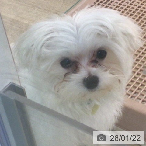 マルチーズの写真