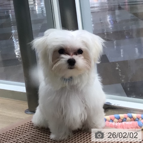 マルチーズの写真