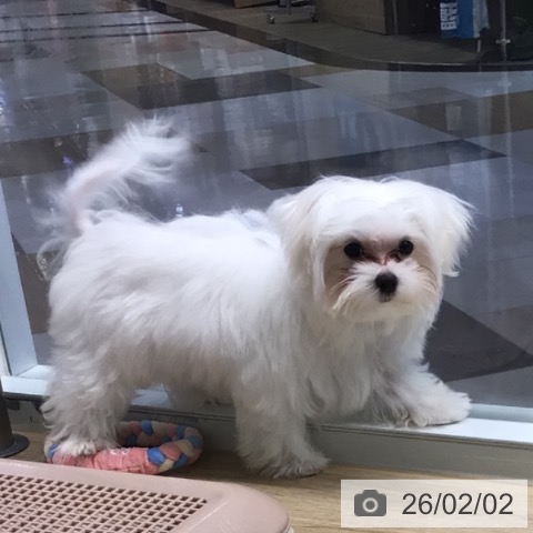 マルチーズの写真