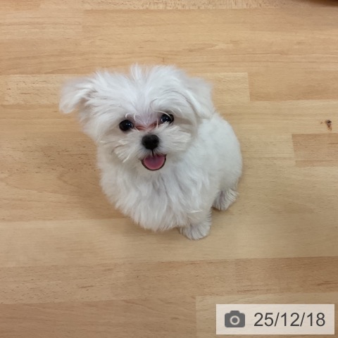 福岡県のマルチーズ (ペットプラス 福岡伊都店/2025年10月5日生まれ/男の子/ホワイト)の子犬の3枚目の画像