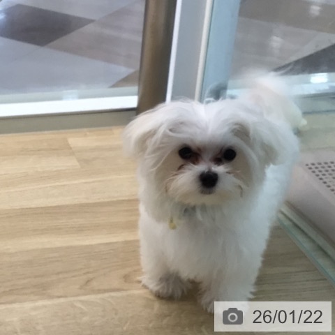 宮崎県のマルチーズ (ペットプラス 宮崎店/2025年10月5日生まれ/男の子/ホワイト)の子犬の3枚目の画像