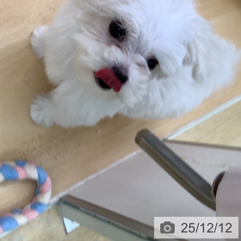 マルチーズの写真