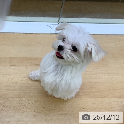 マルチーズの写真