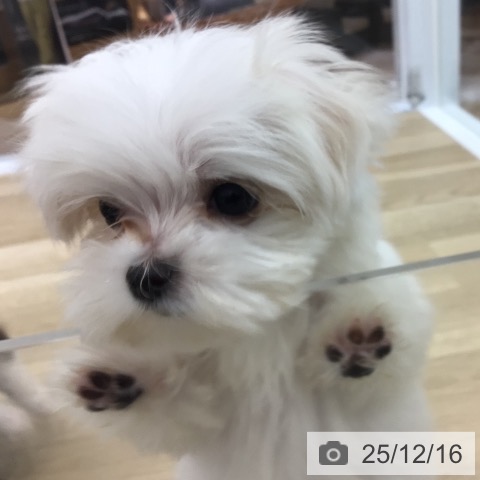 マルチーズの写真