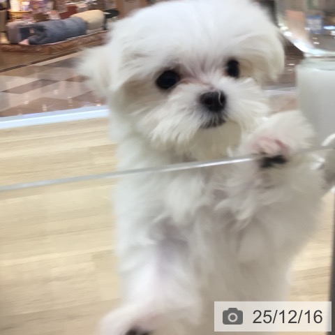 マルチーズの写真