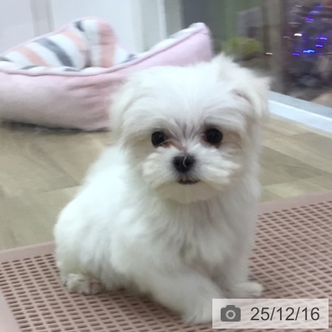 マルチーズの写真