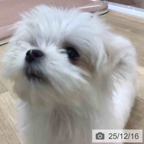 マルチーズの写真