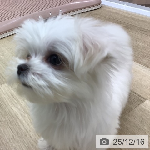 マルチーズの写真