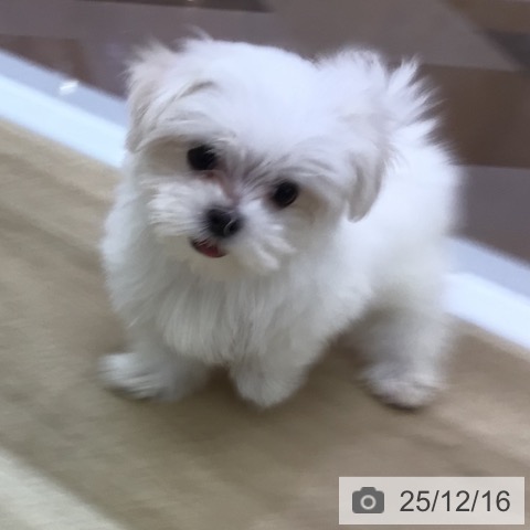 マルチーズの写真