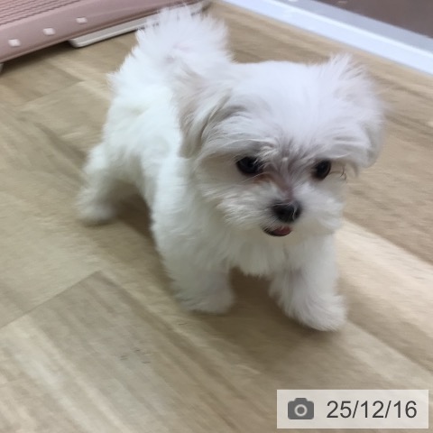 マルチーズの写真