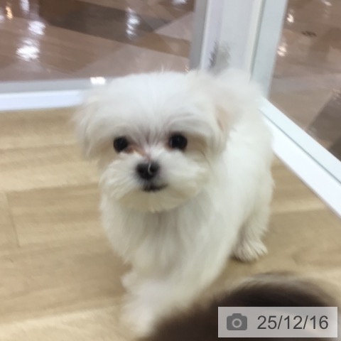 マルチーズの写真