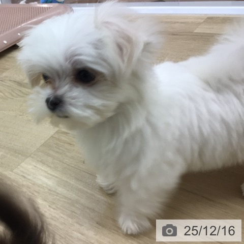 マルチーズの写真