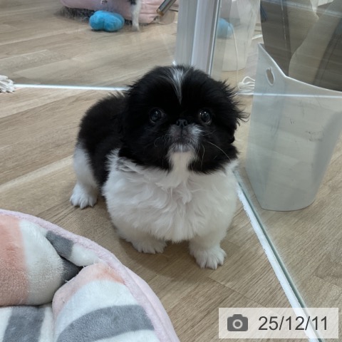 ペキニーズの写真