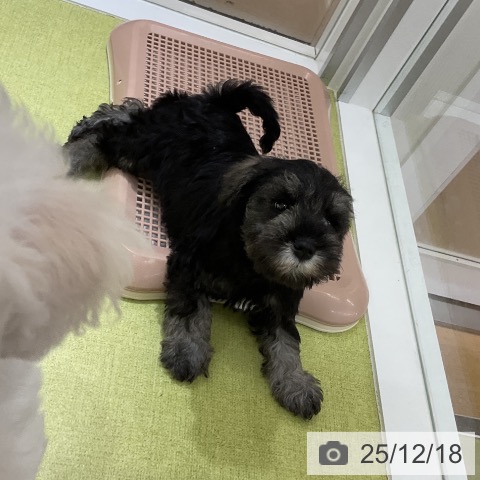 ミニチュア・シュナウザーの写真