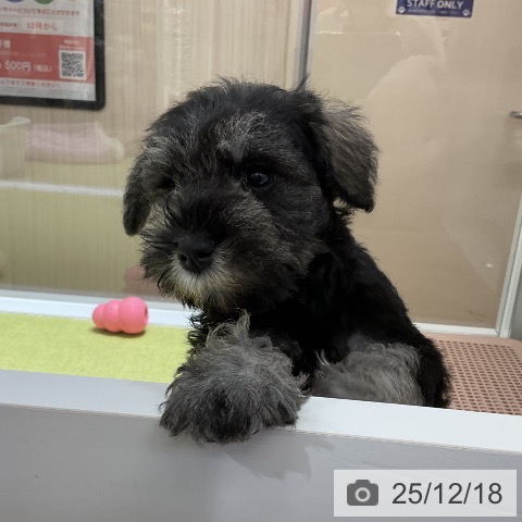 ミニチュア・シュナウザーの写真