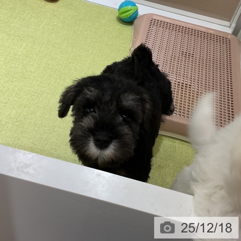 ミニチュア・シュナウザーの写真